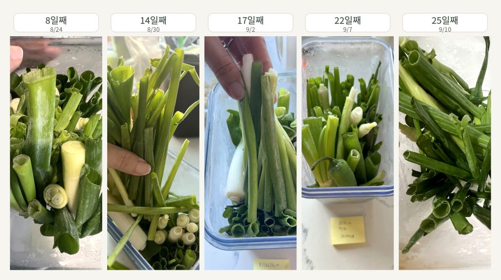 Changes in green onions stored in a vacuum container from the 8th to the 25th day