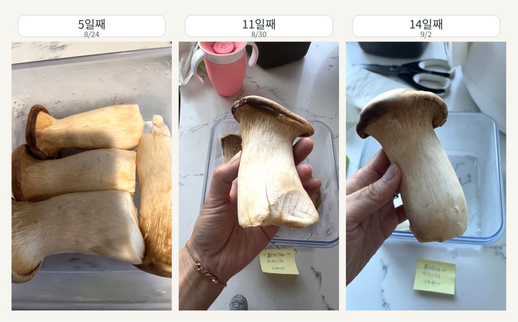 Changes in king oyster mushrooms stored in a vacuum container from the 5th to the 14th day