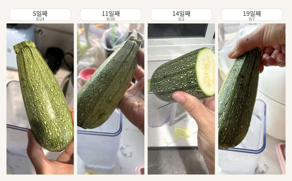 Changes in zucchini stored in a vacuum container from the 5th to the 19th day